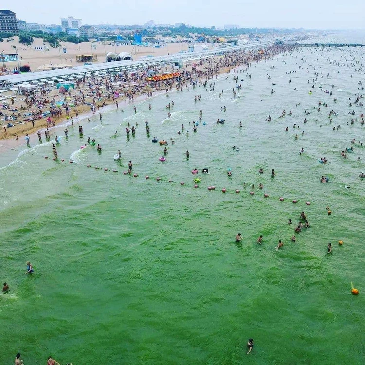 Зеленой жижи по колено: туристы показали, как в Анапе водоросли захватили берег моря. Видео