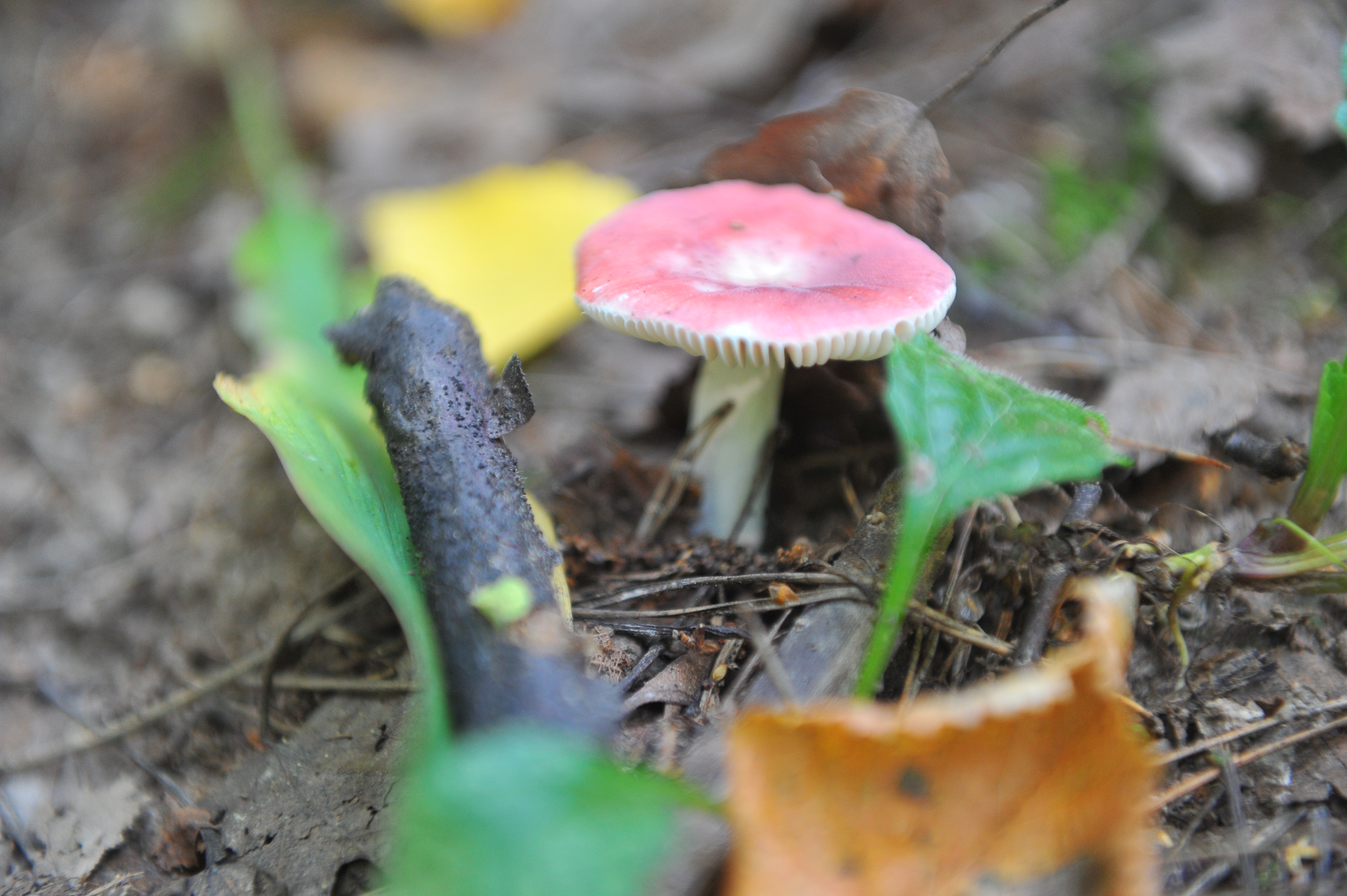 Сыроежки бывают разных цветов.