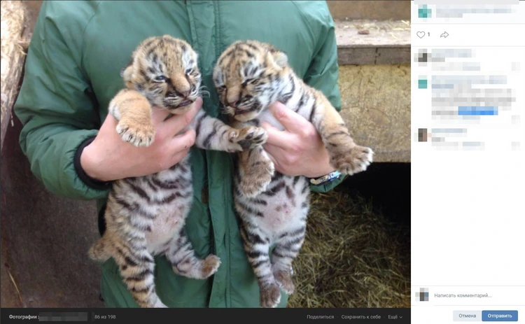 Опыт использования и отзывы о карабине Тигр