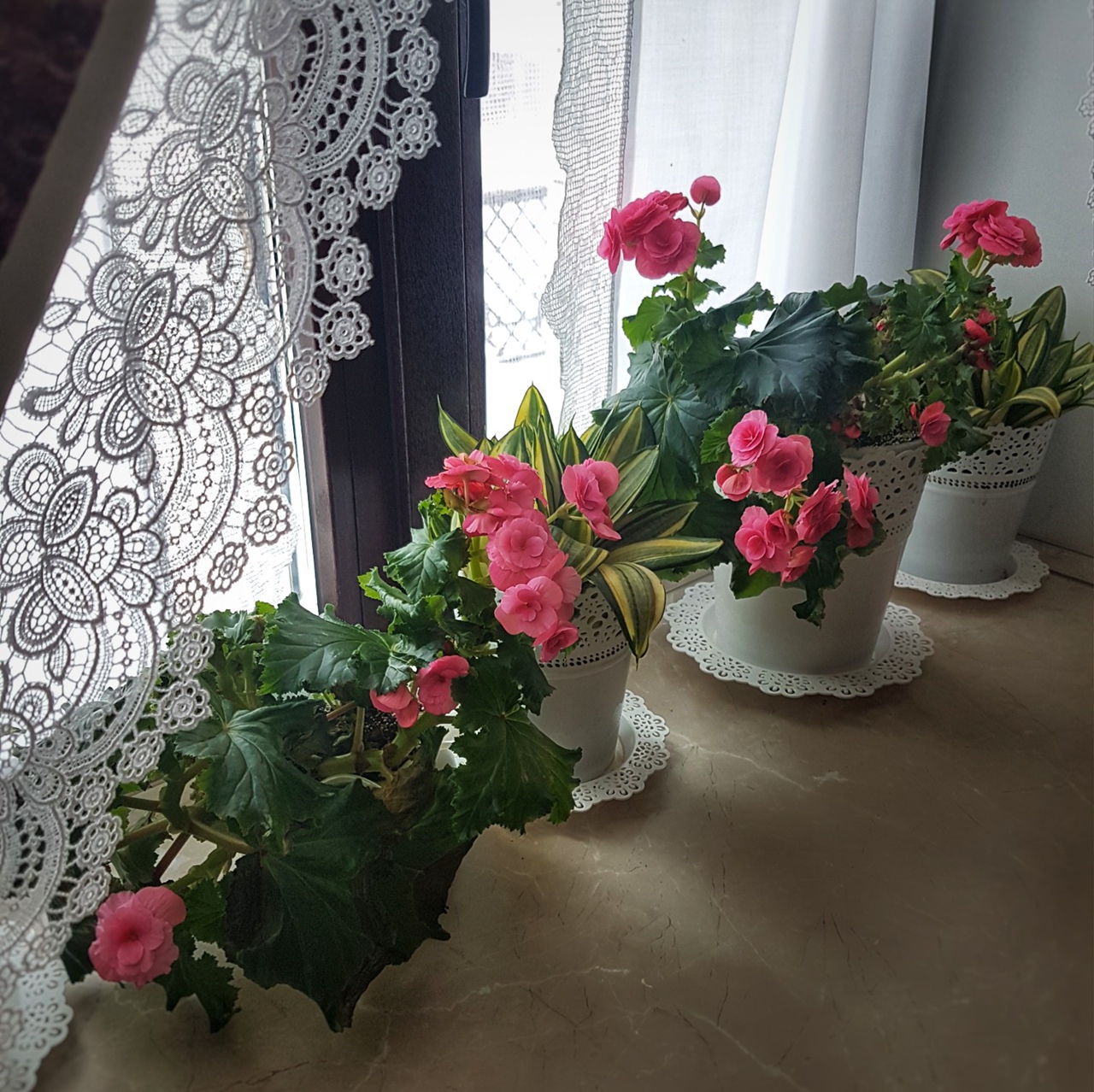 Kvetoucí begónie. Foto: https://vk.com/fialochkaok