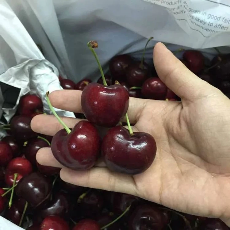 Самый крупный сорт вишни в россии