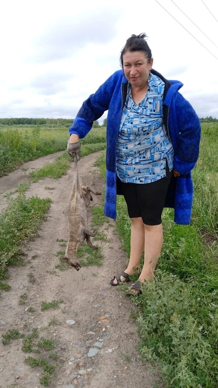 Так вот почему ты такая: ветеринары рассказали, чем болела чупакабра из  Новосибирской области - KP.RU