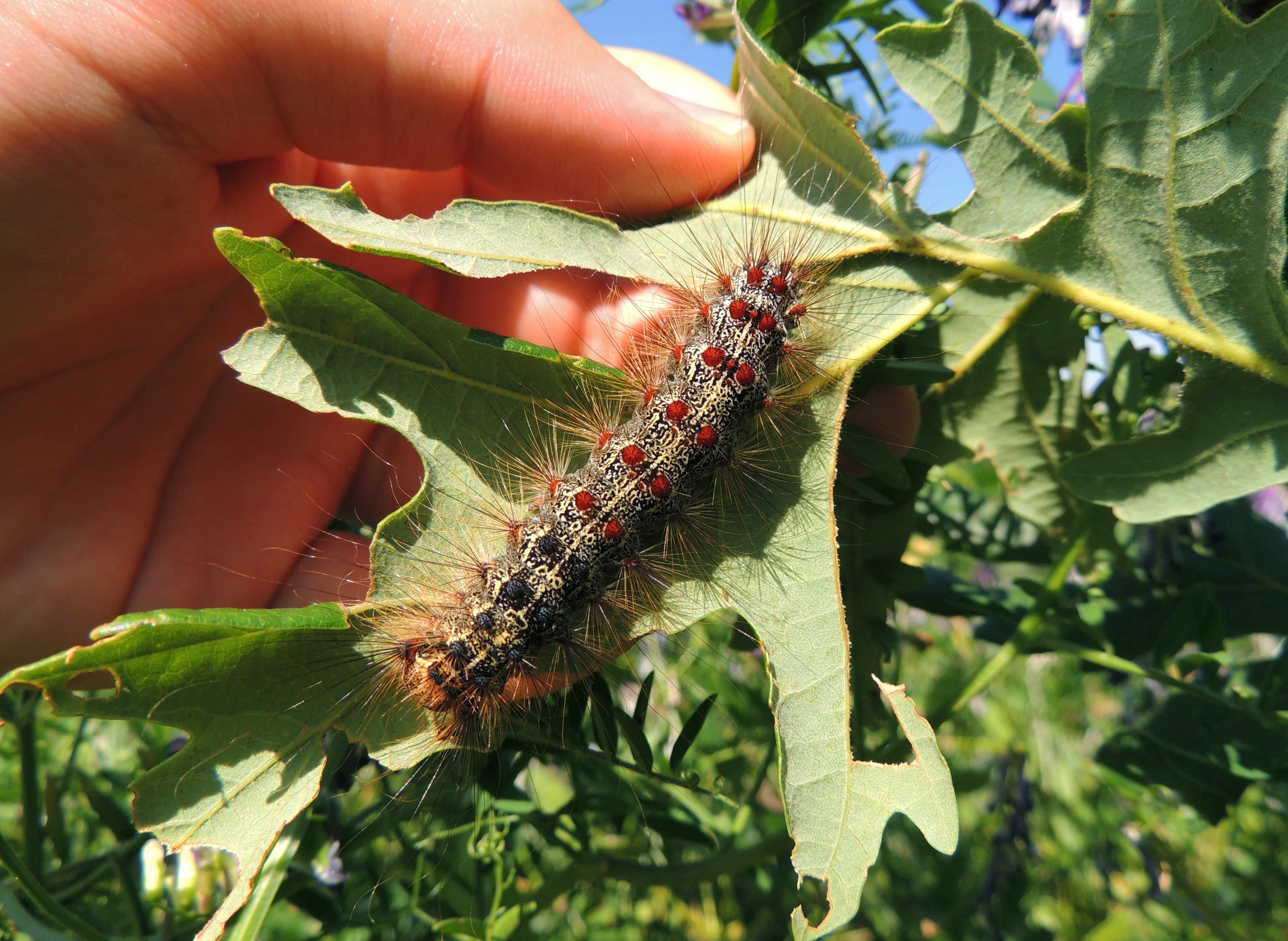 Problém je v tom, že housenka bource morušového má ošklivé, jedovaté štětiny, a proto je ptáci nežerou.