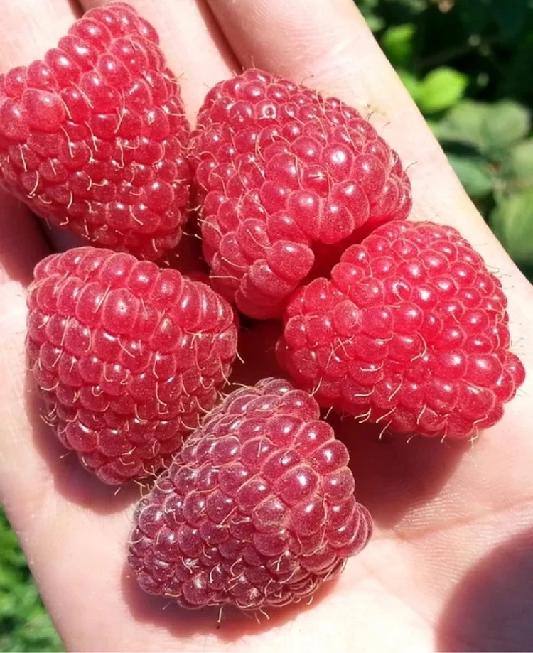 Находка для садоводов – семена и рассада вкуснейших ягод и фруктов - KP.RU