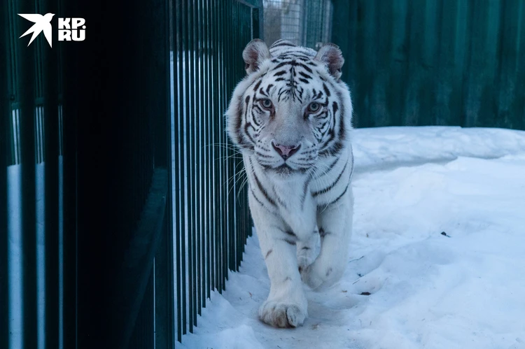 Стоковые фотографии по запросу Белый тигренок