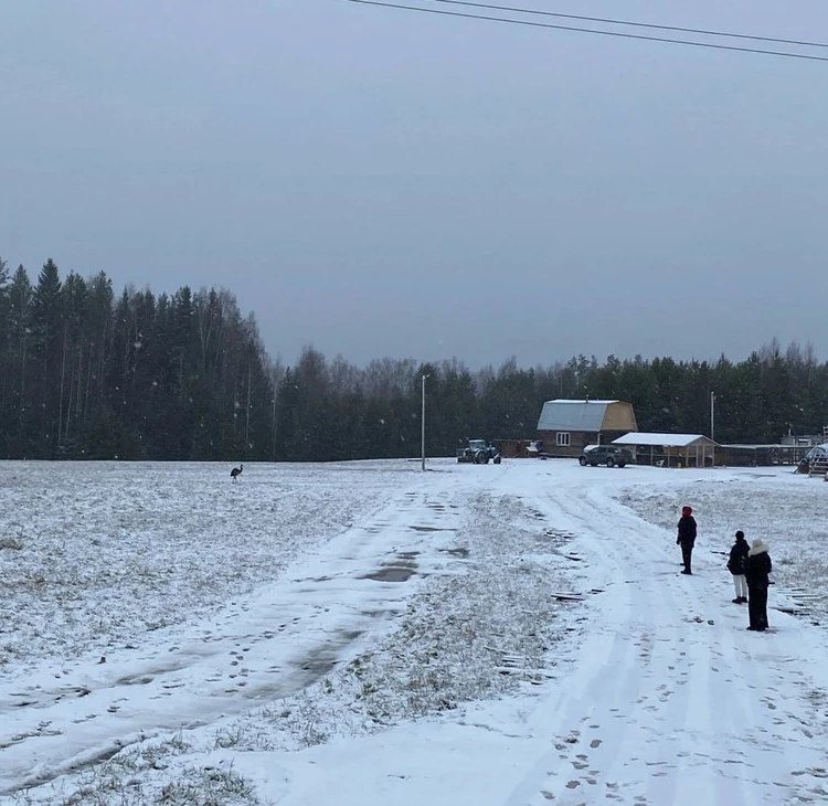 Поймать страуса помогла северная погода. Птица испугалась лесного ветра. Фото: соцсети.