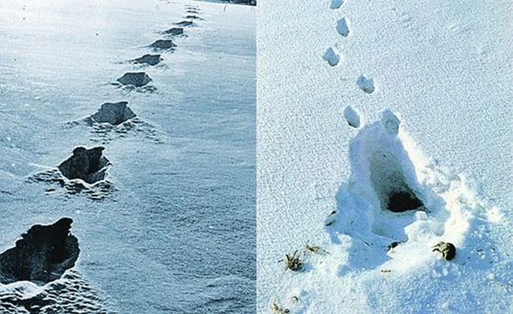 Картинки лисьи следы на снегу для детей (68 фото)