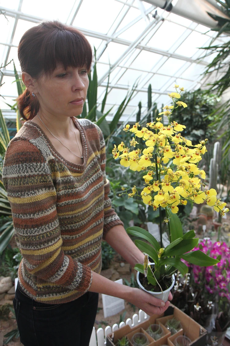 Почему не цветут орхидеи?