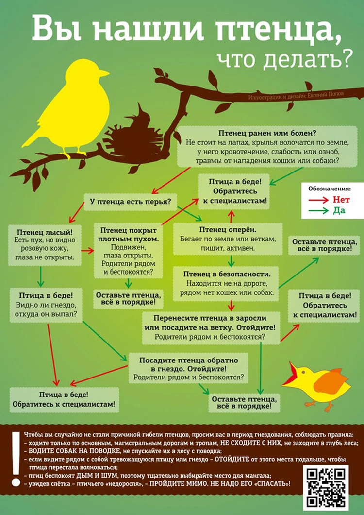 Москвичей просят не подбирать выпавших из гнезд птенцов - KP.RU