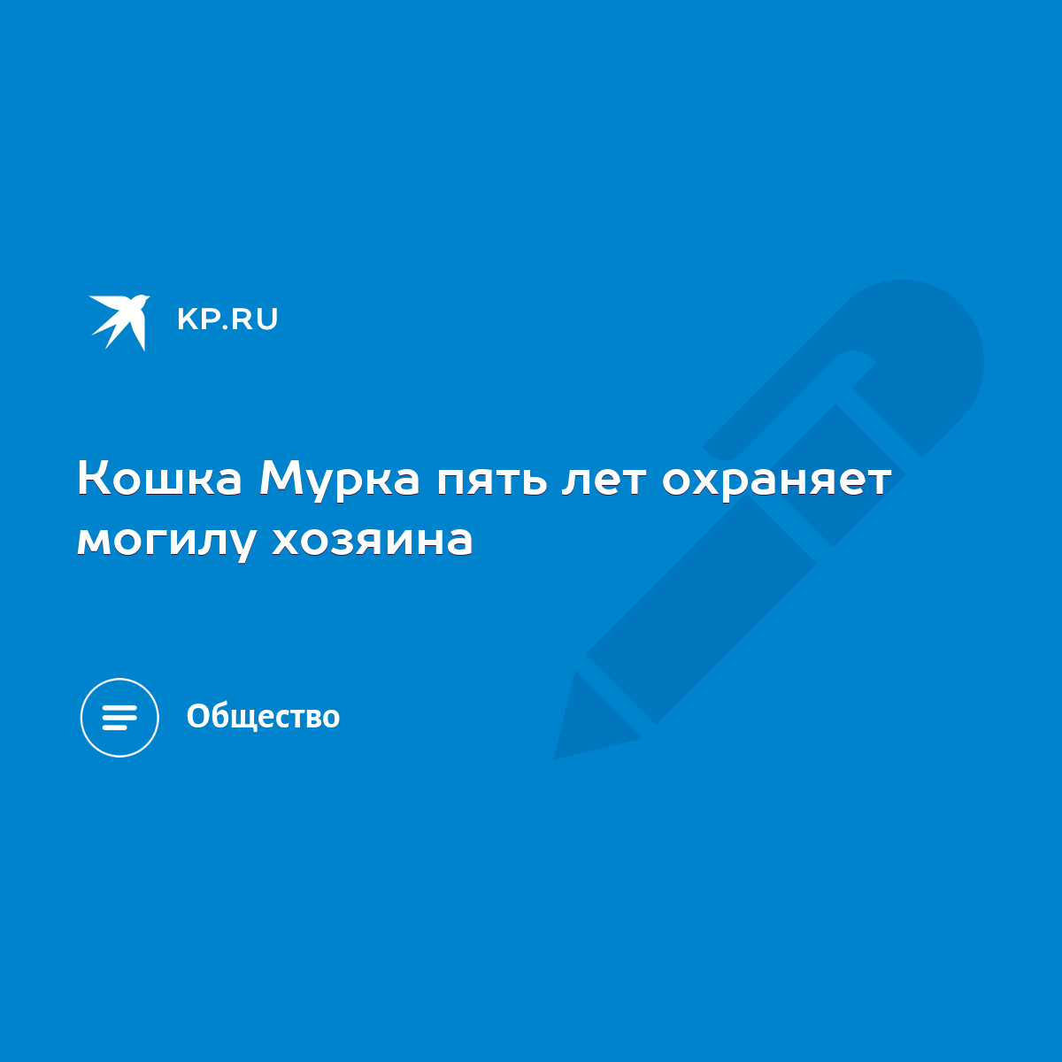 Кошка Мурка пять лет охраняет могилу хозяина - KP.RU