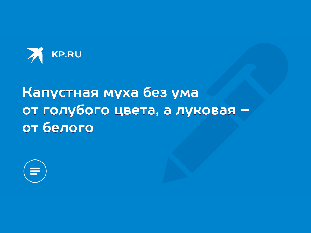 Капустная муха без ума от голубого цвета, а луковая – от белого - KP.RU