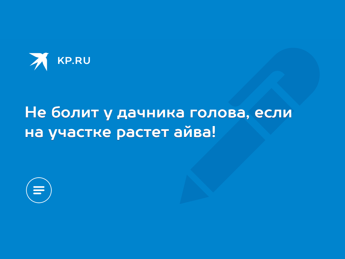 Не болит у дачника голова, если на участке растет айва! - KP.RU