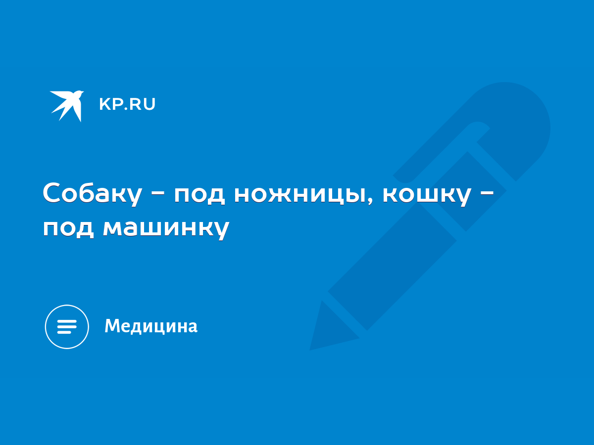 Собаку - под ножницы, кошку - под машинку - KP.RU