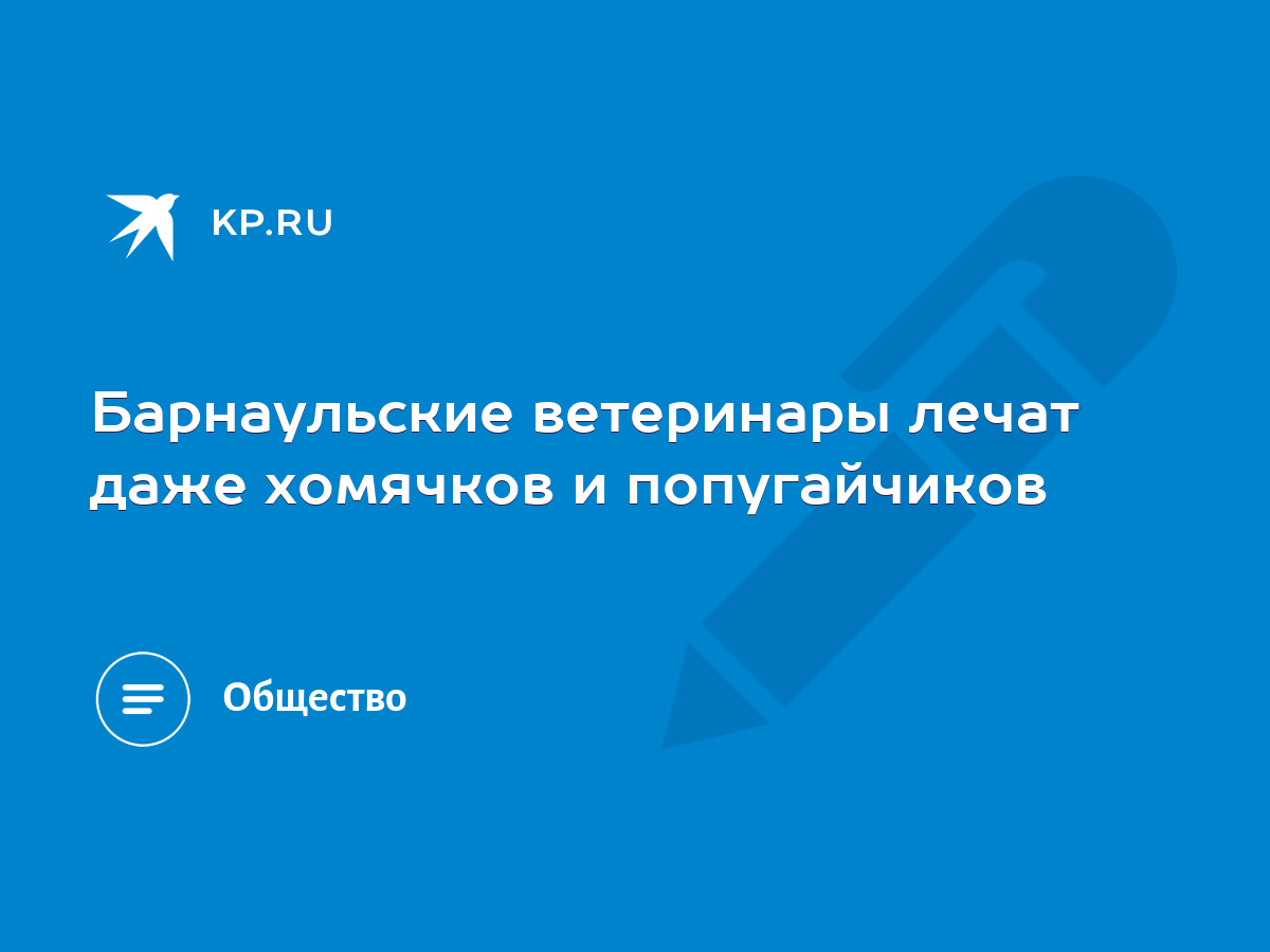 Барнаульские ветеринары лечат даже хомячков и попугайчиков - KP.RU