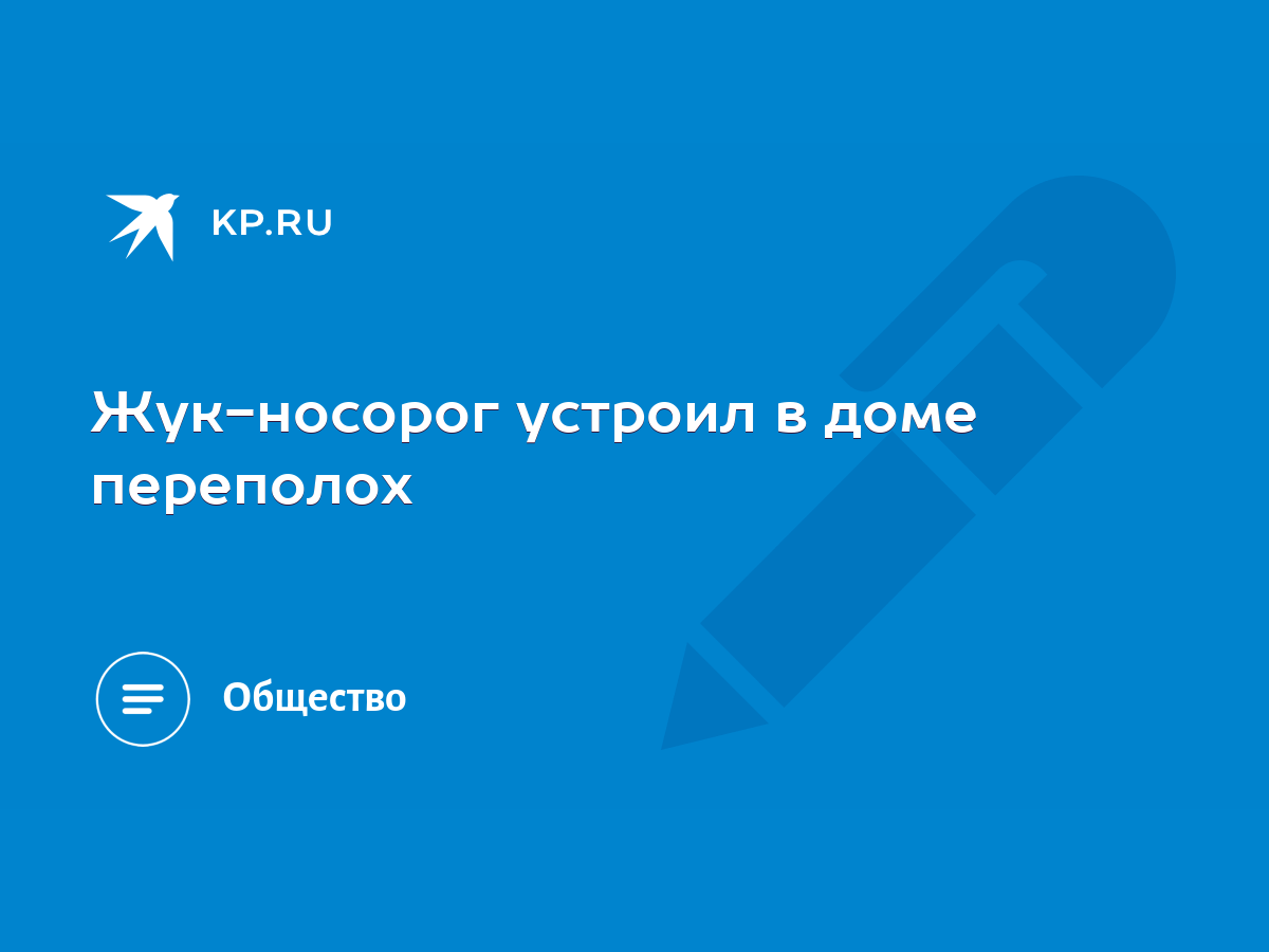 Жук-носорог устроил в доме переполох - KP.RU