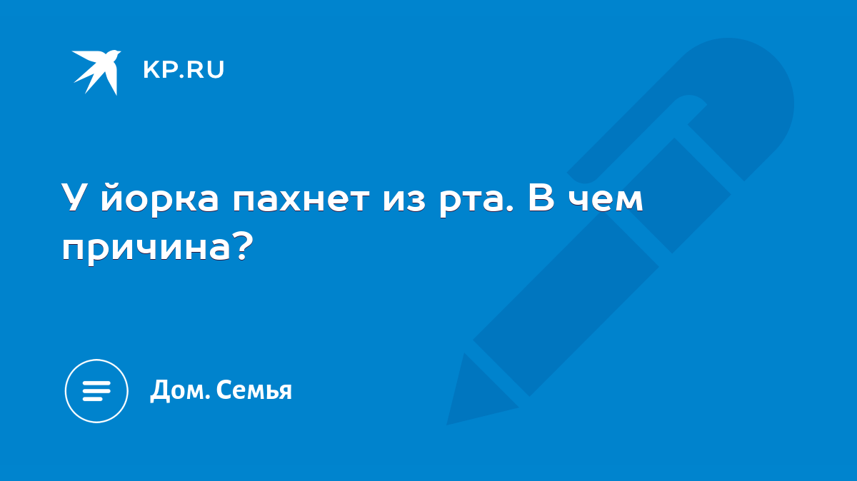 У йорка пахнет из рта. В чем причина? - KP.RU