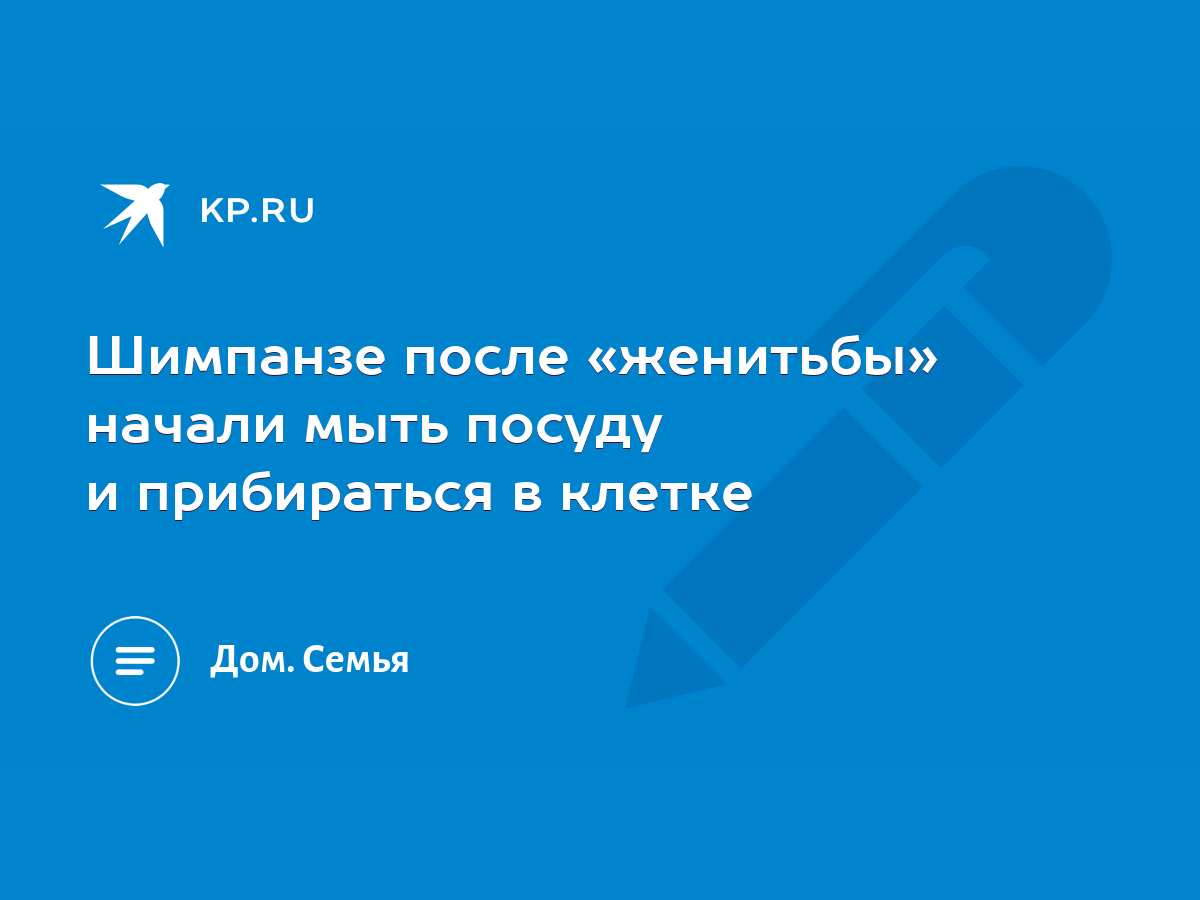 Шимпанзе после «женитьбы» начали мыть посуду и прибираться в клетке - KP.RU