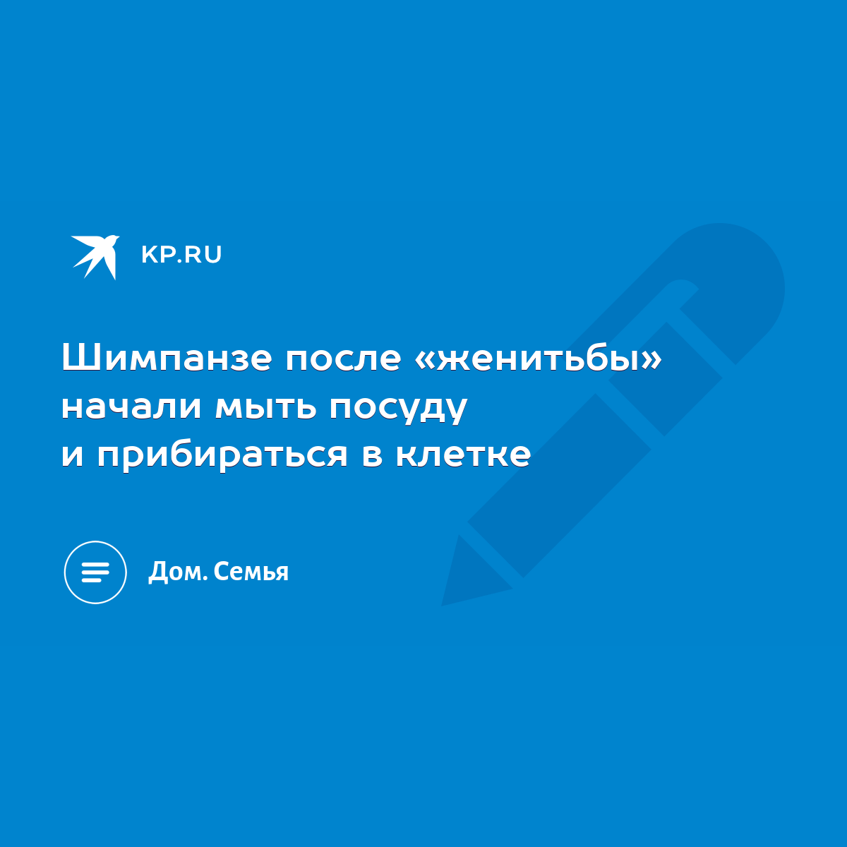 Шимпанзе после «женитьбы» начали мыть посуду и прибираться в клетке - KP.RU