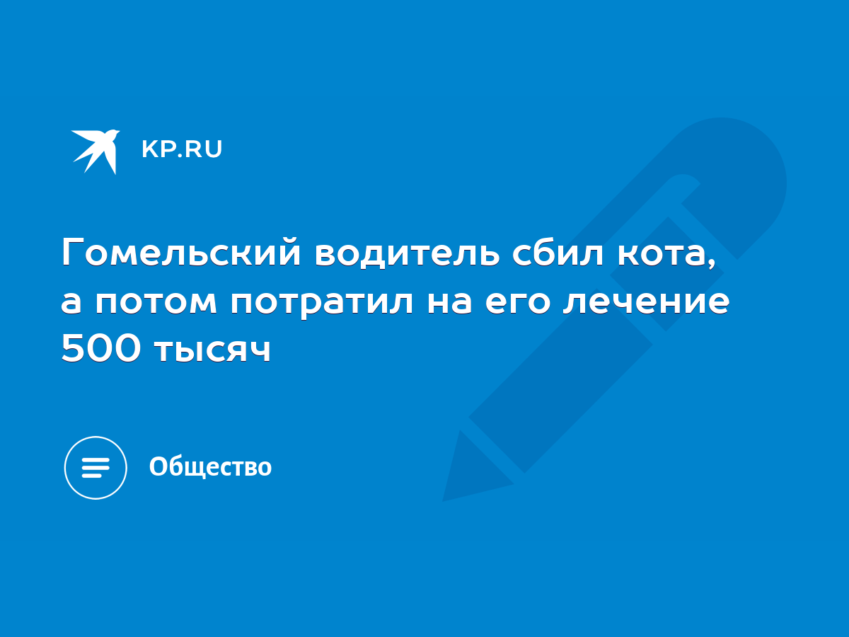 Гомельский водитель сбил кота, а потом потратил на его лечение 500 тысяч -  KP.RU