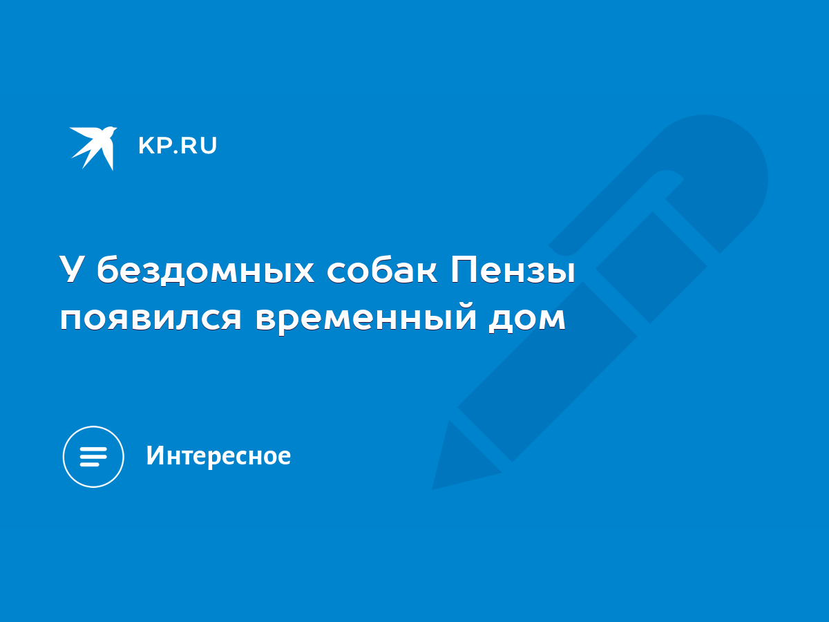 У бездомных собак Пензы появился временный дом - KP.RU