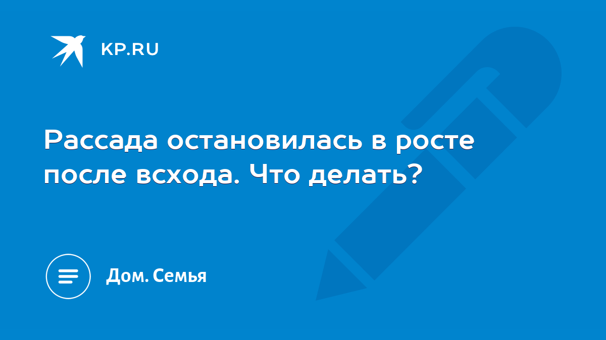 Рассада остановилась в росте после всхода. Что делать? - KP.RU