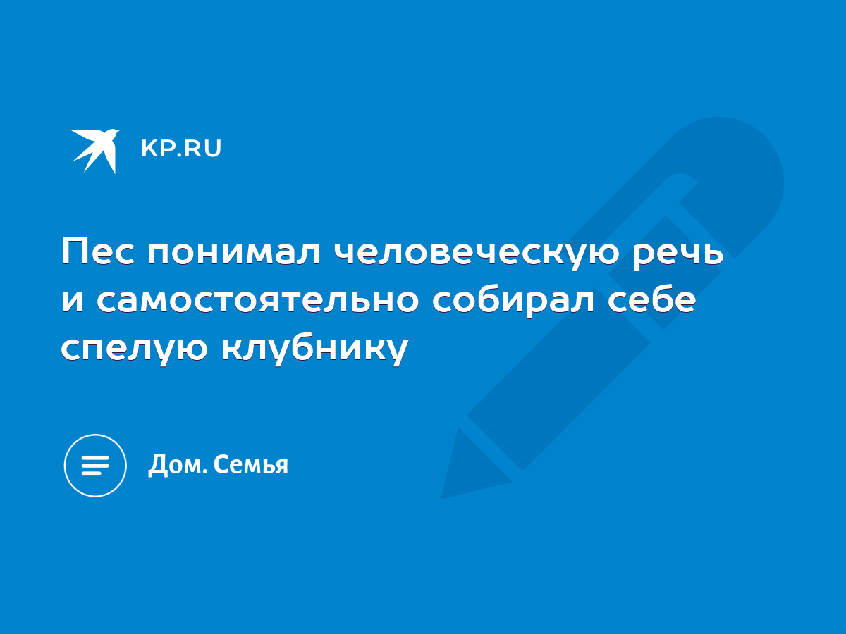 Пес понимал человеческую речь и самостоятельно собирал себе спелую клубнику  - KP.RU