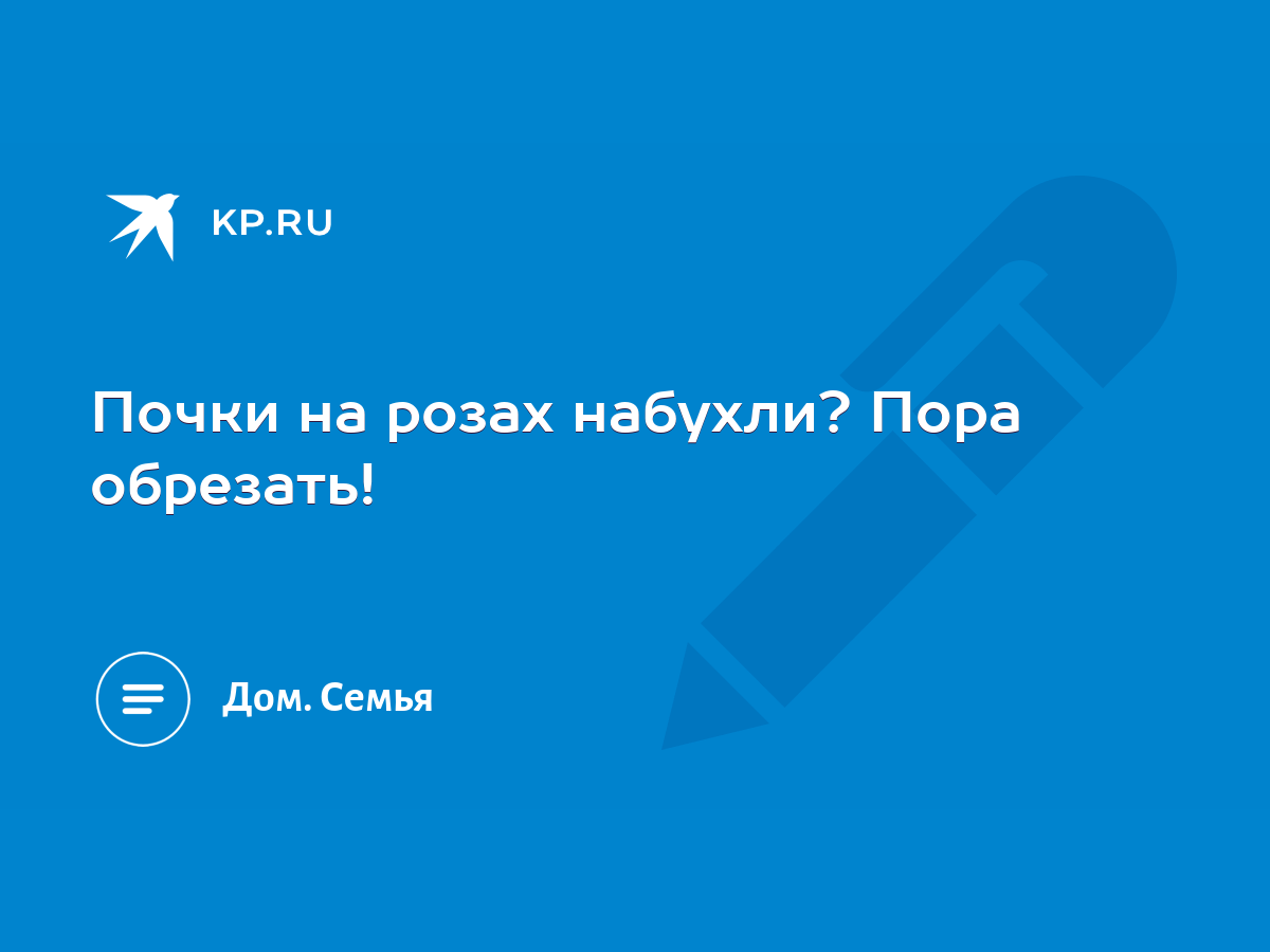 Почки на розах набухли? Пора обрезать! - KP.RU