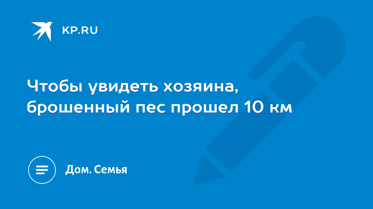 Чтобы увидеть хозяина, брошенный пес прошел 10 км - KP.RU