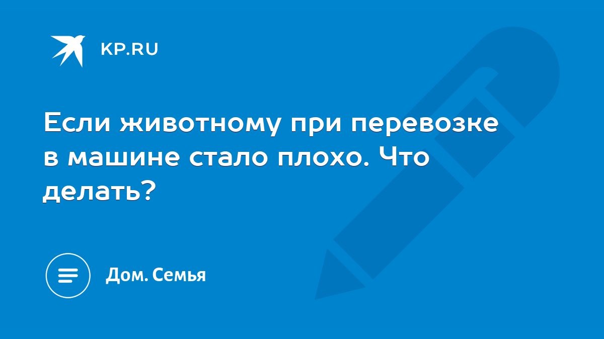 Если животному при перевозке в машине стало плохо. Что делать? - KP.RU