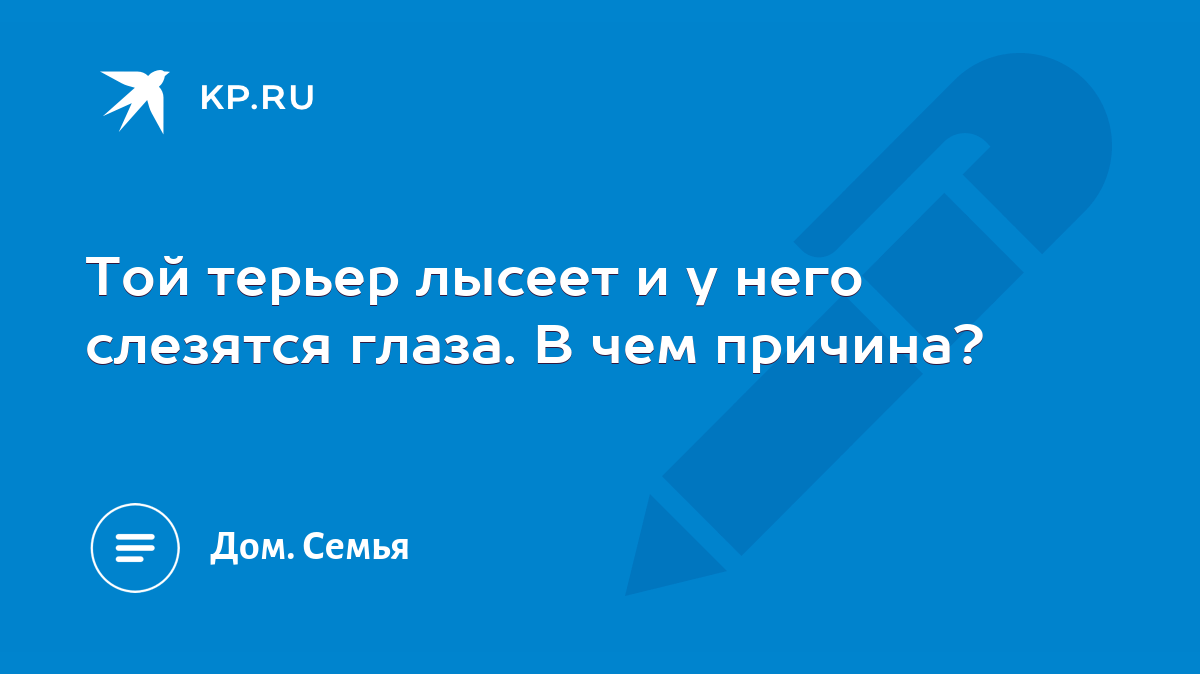 Той терьер лысеет и у него слезятся глаза. В чем причина? - KP.RU