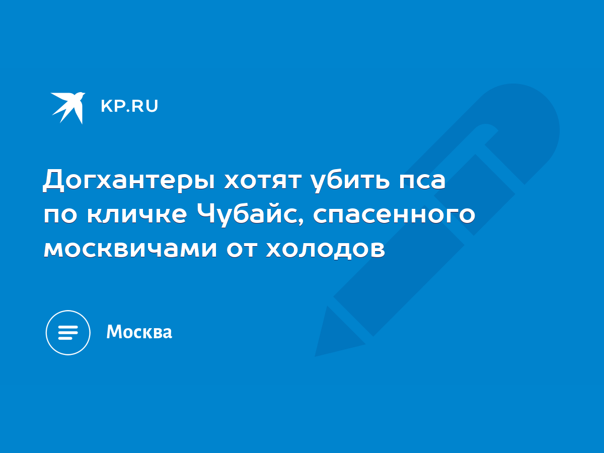 Догхантеры хотят убить пса по кличке Чубайс, спасенного москвичами от  холодов - KP.RU