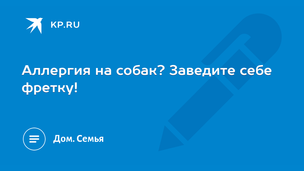 Аллергия на собак? Заведите себе фретку! - KP.RU