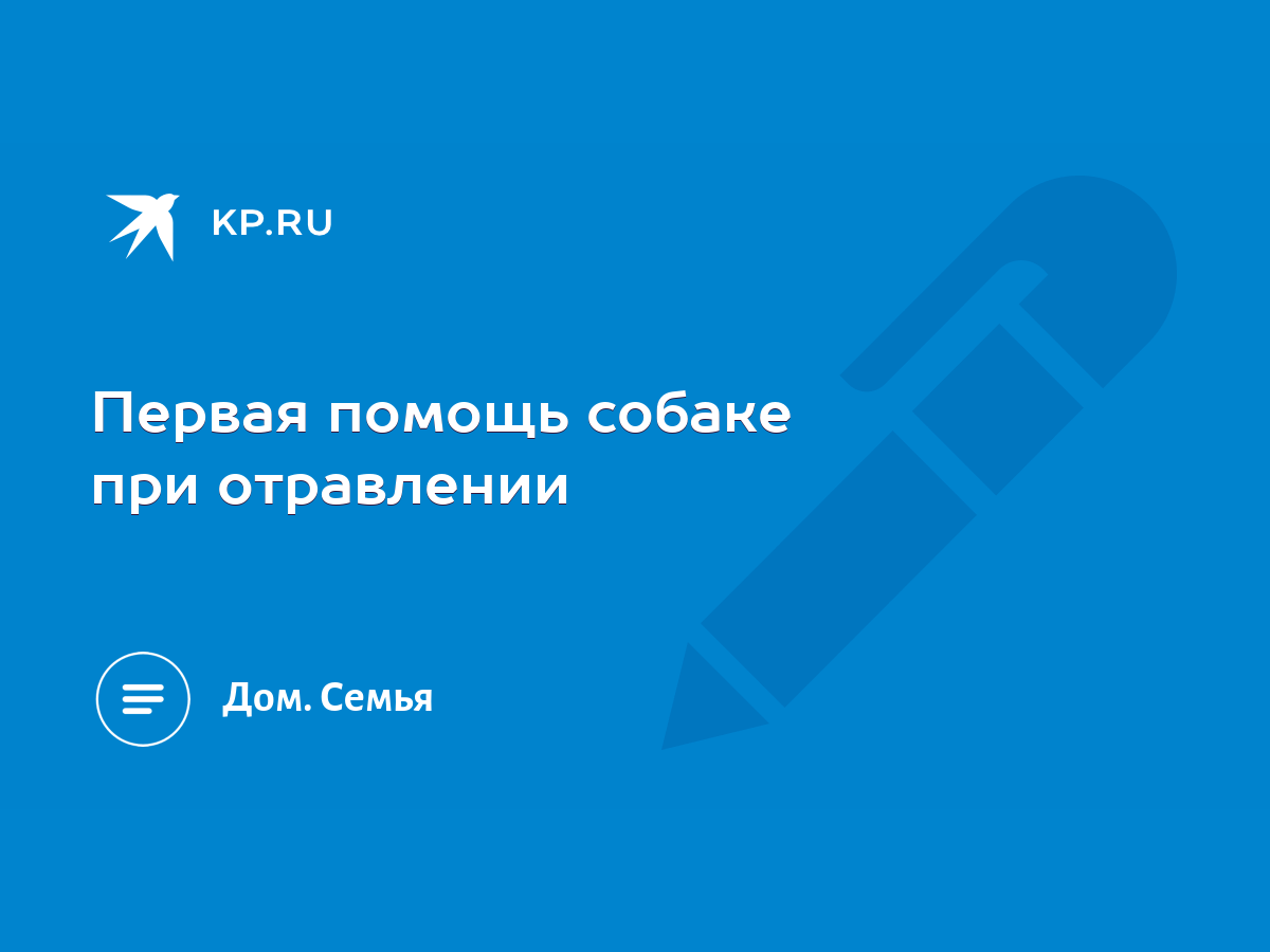 Первая помощь собаке при отравлении - KP.RU