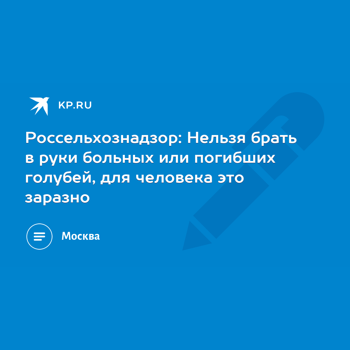 Россельхознадзор: Нельзя брать в руки больных или погибших голубей, для  человека это заразно - KP.RU