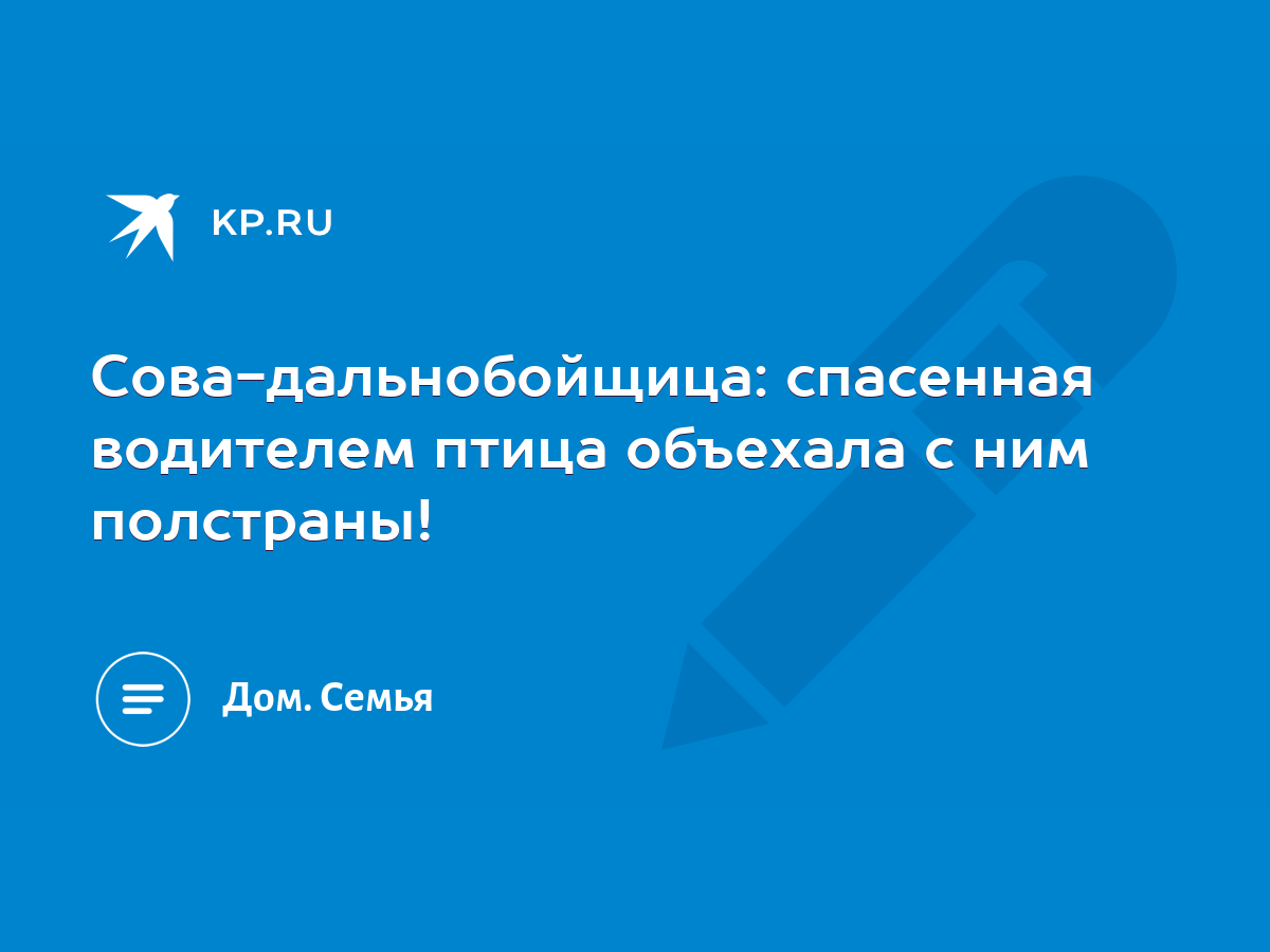 Сова-дальнобойщица: спасенная водителем птица объехала с ним полстраны! -  KP.RU