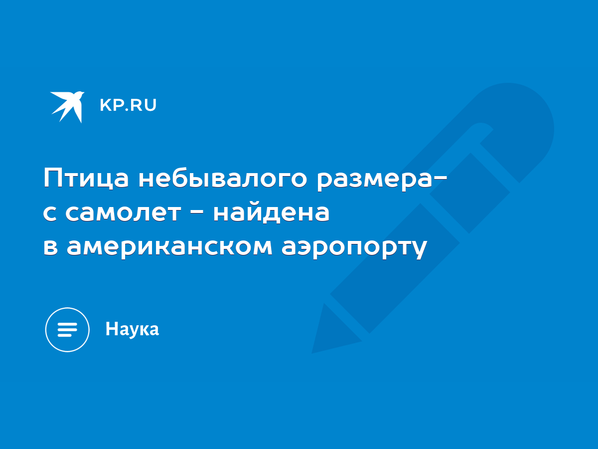 Птица небывалого размера- с самолет - найдена в американском аэропорту -  KP.RU