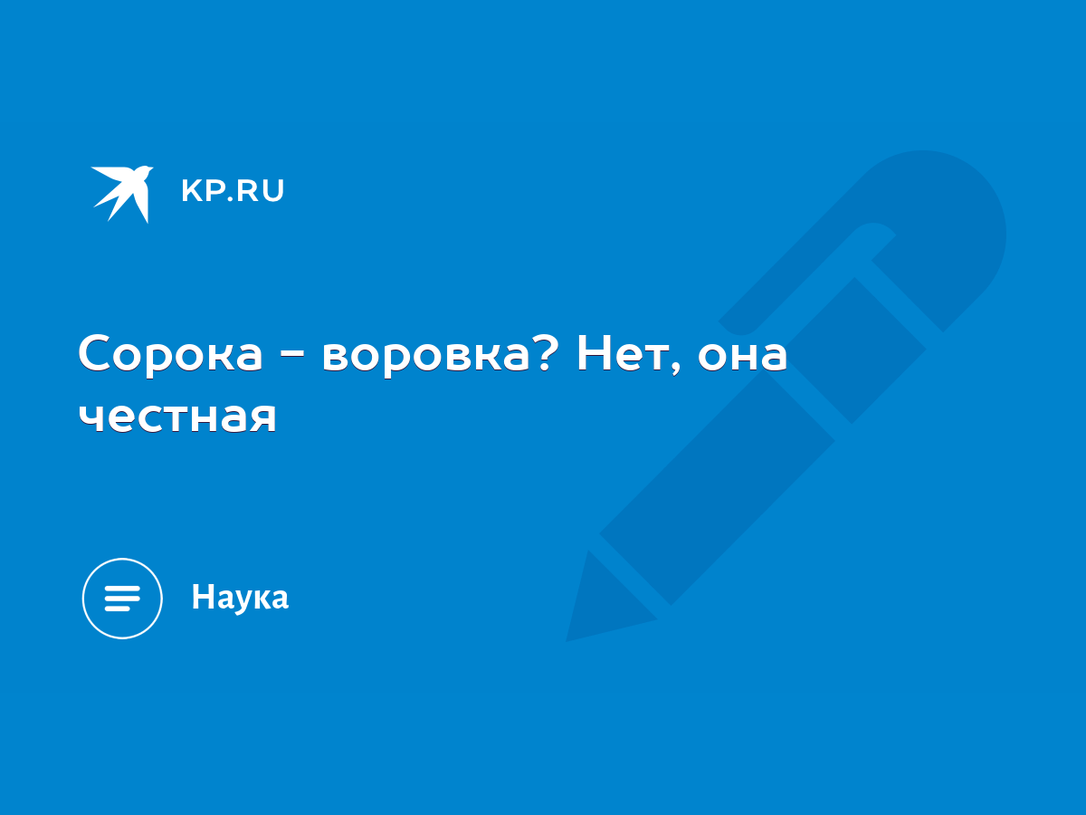 Сорока - воровка? Нет, она честная - KP.RU