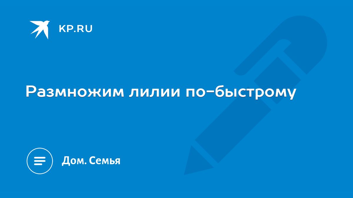 Размножим лилии по-быстрому - KP.RU