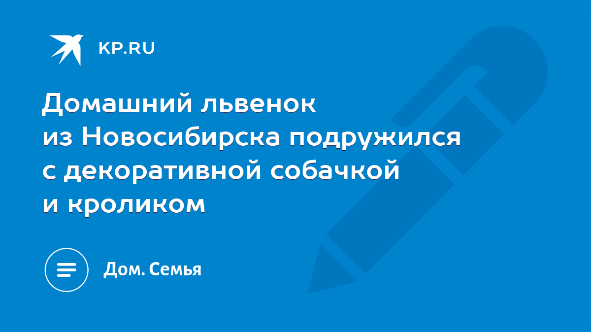 Домашний львенок из Новосибирска подружился с декоративной собачкой и  кроликом - KP.RU