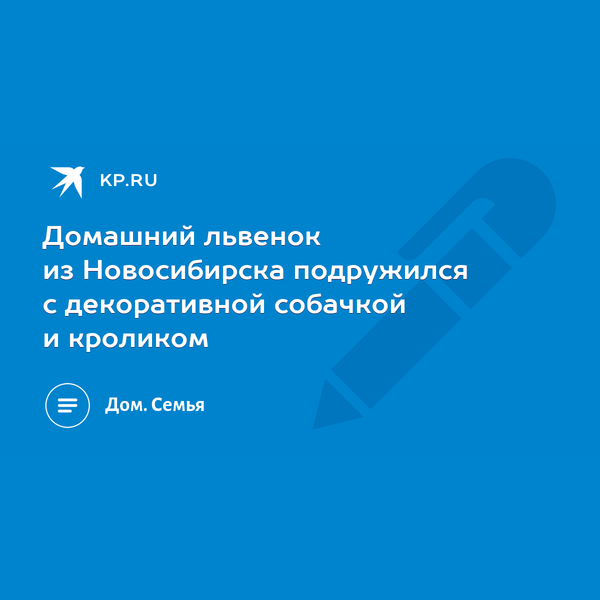 Домашний львенок из Новосибирска подружился с декоративной собачкой и  кроликом - KP.RU