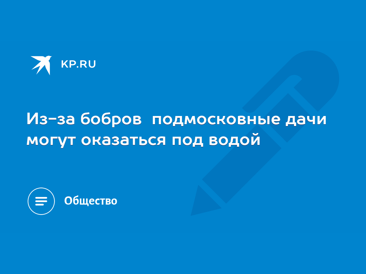 Из-за бобров подмосковные дачи могут оказаться под водой - KP.RU