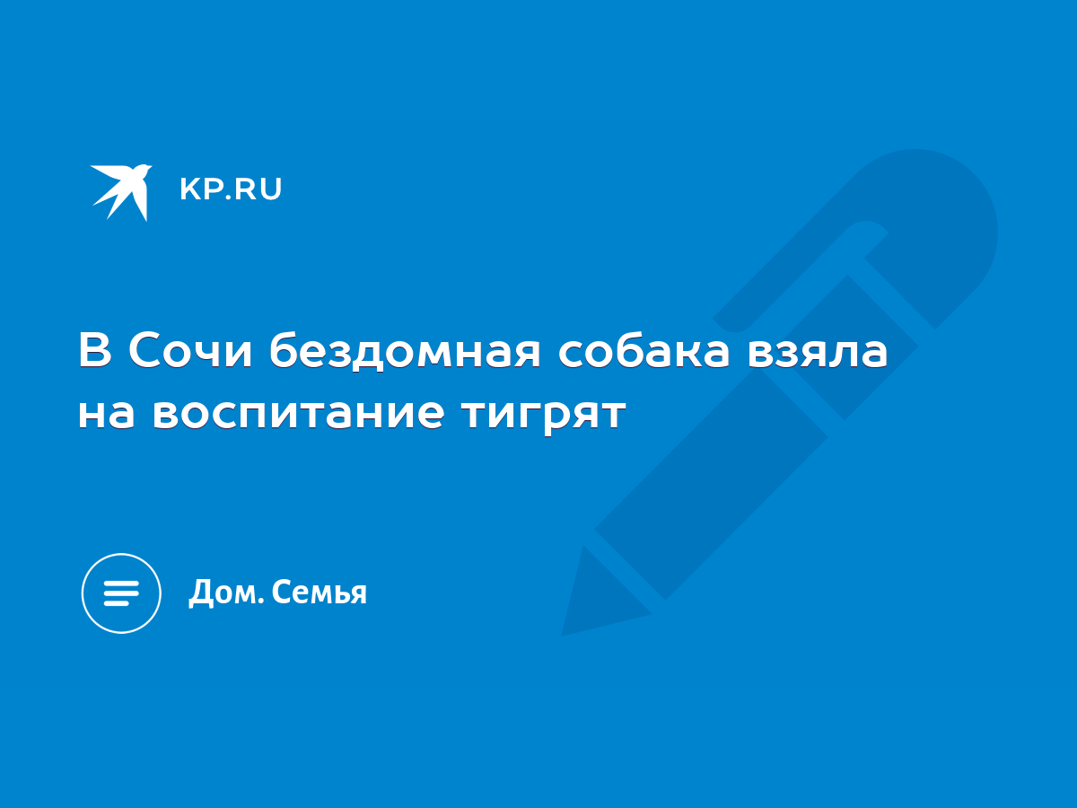 В Сочи бездомная собака взяла на воспитание тигрят - KP.RU