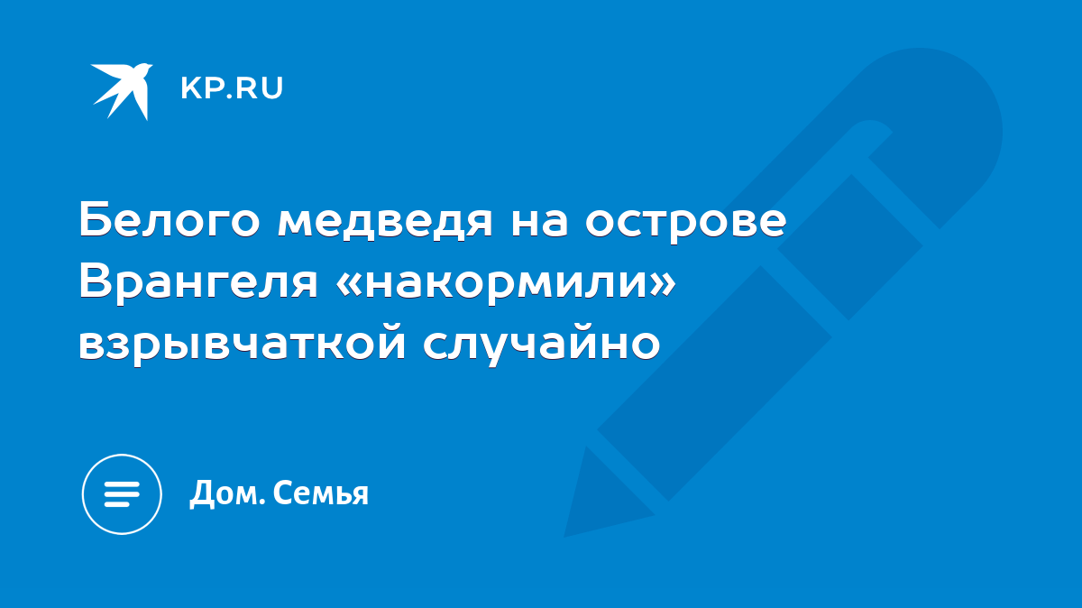 Белого медведя на острове Врангеля «накормили» взрывчаткой случайно - KP.RU