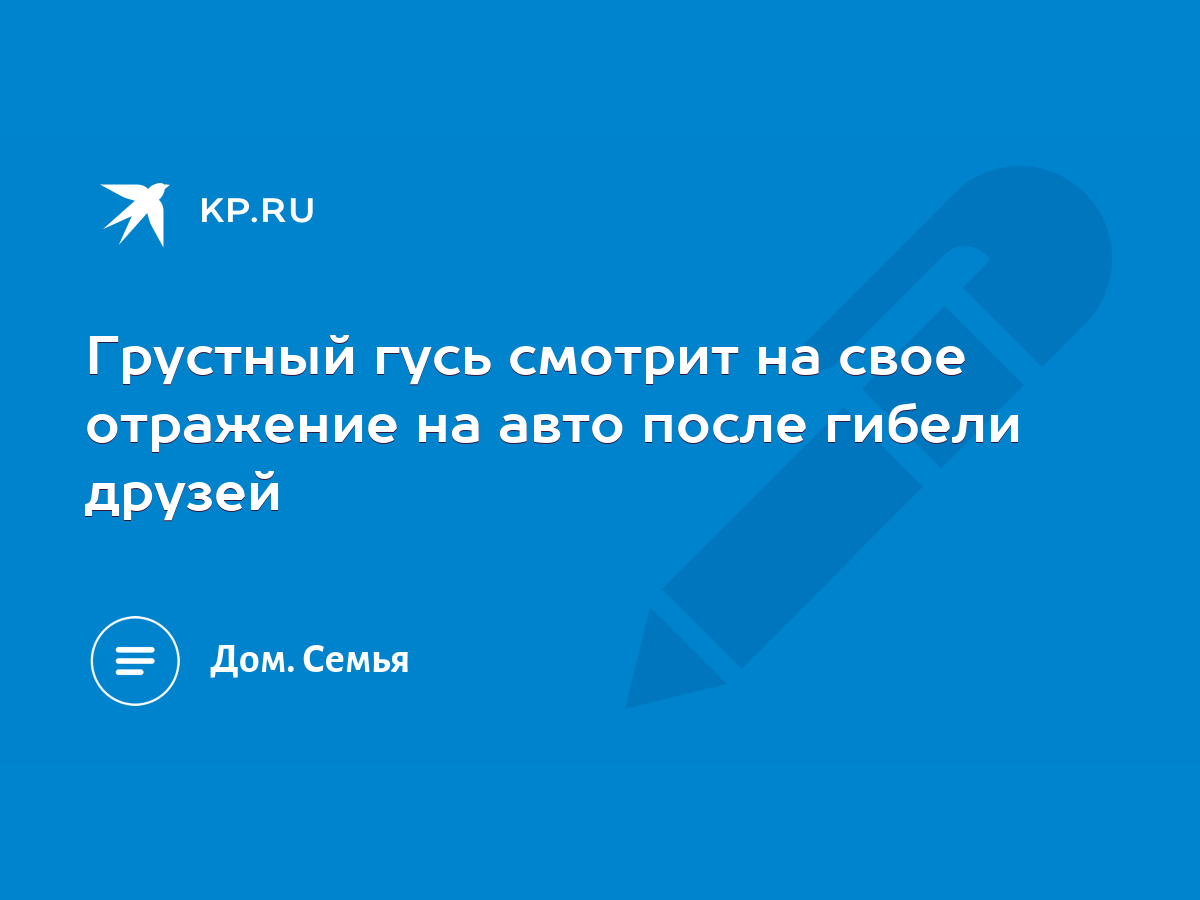 Грустный гусь смотрит на свое отражение на авто после гибели друзей - KP.RU