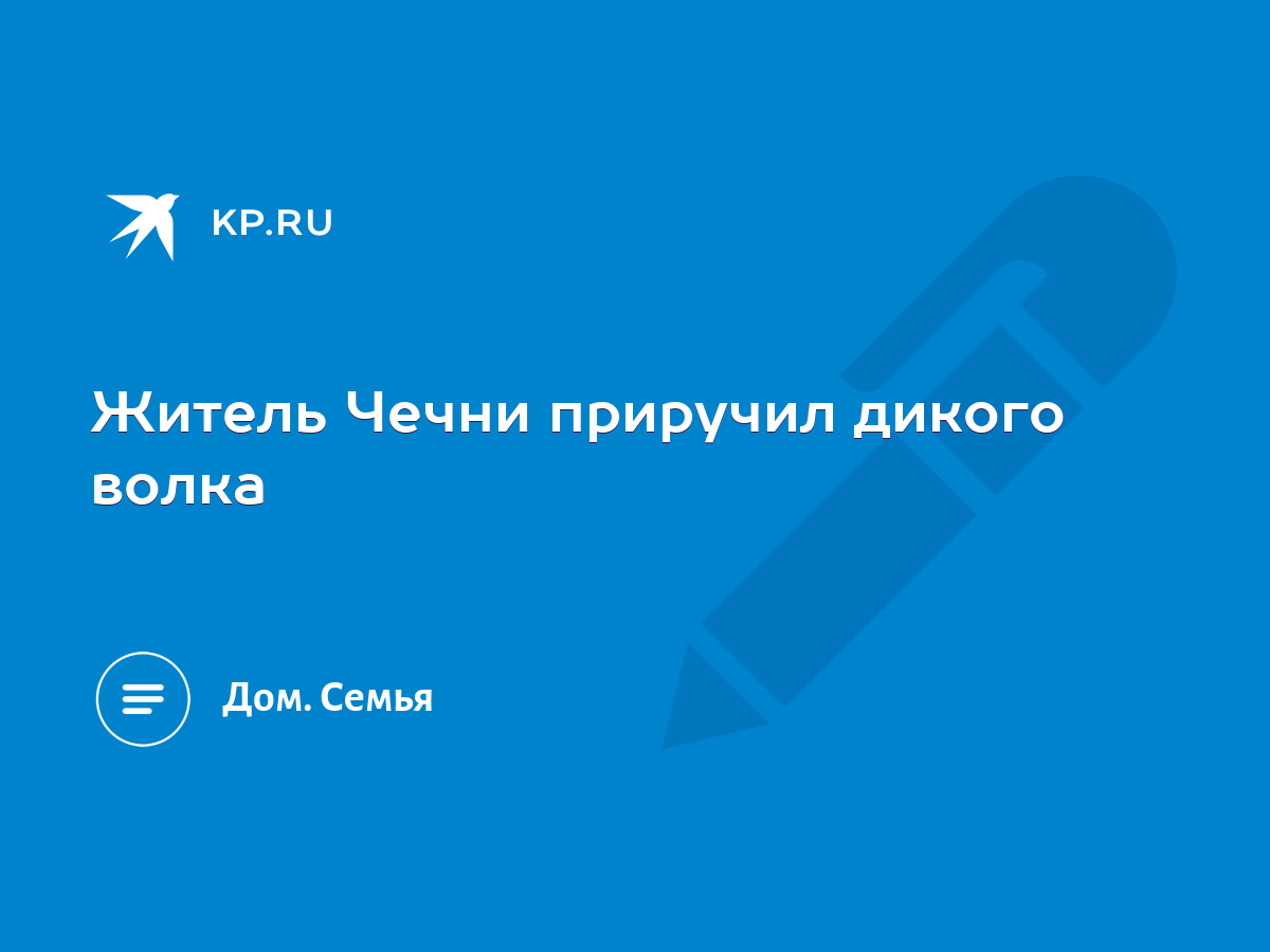 Житель Чечни приручил дикого волка - KP.RU