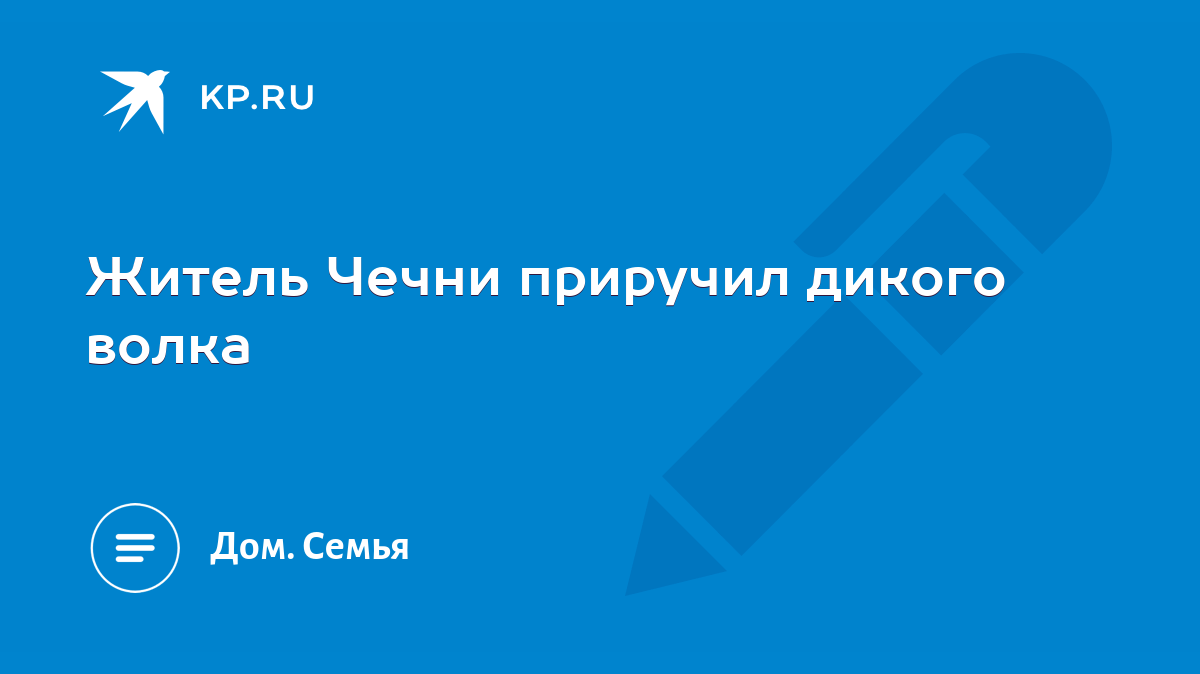 Житель Чечни приручил дикого волка - KP.RU