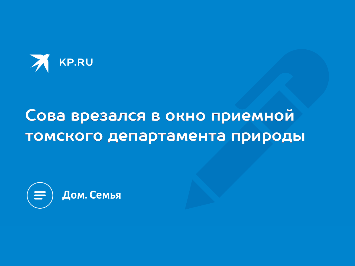 Сова врезался в окно приемной томского департамента природы - KP.RU