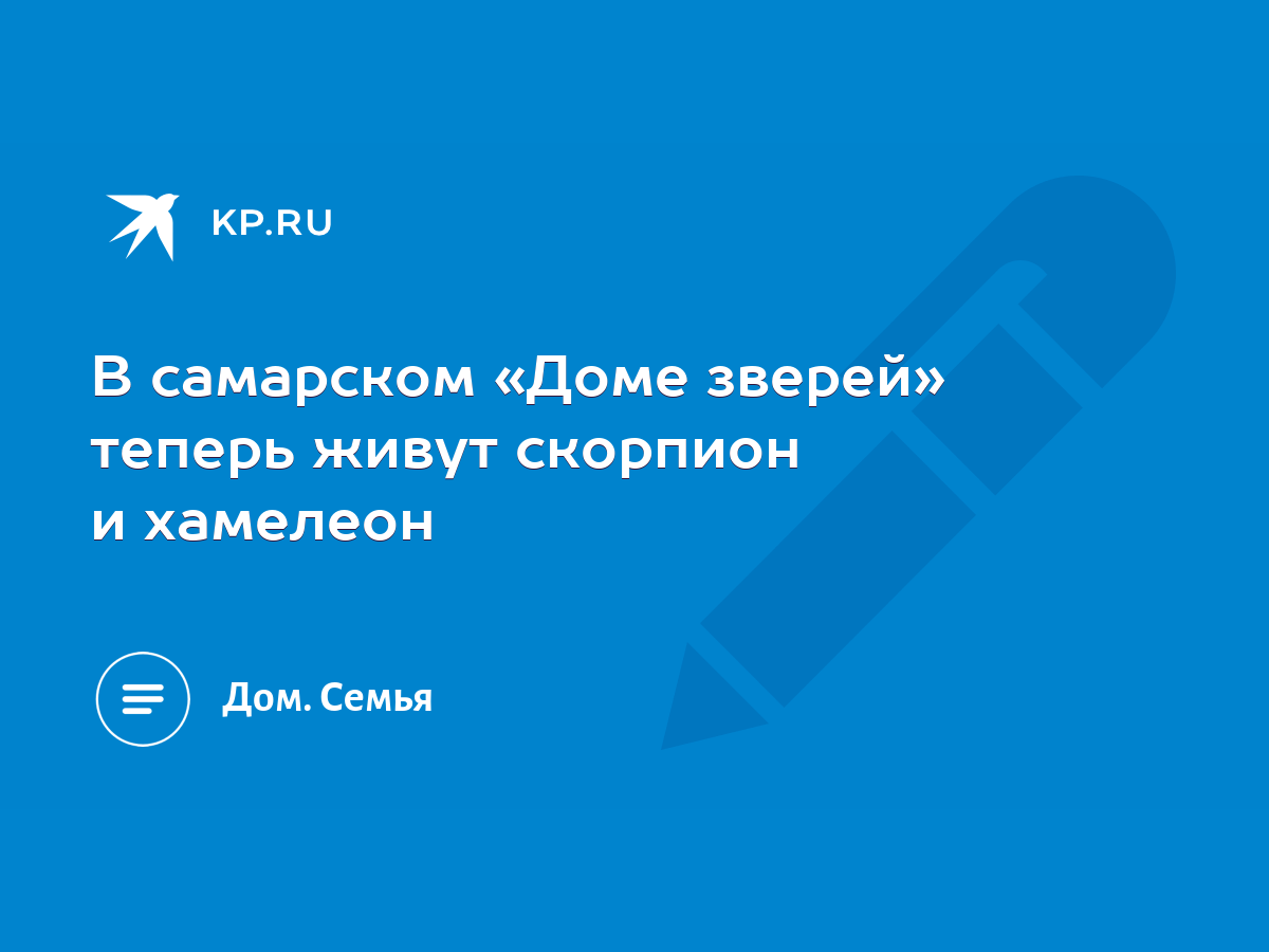 В самарском «Доме зверей» теперь живут скорпион и хамелеон - KP.RU