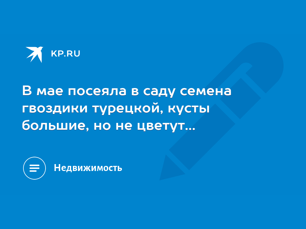 В мае посеяла в саду семена гвоздики турецкой, кусты большие, но не  цветут... - KP.RU