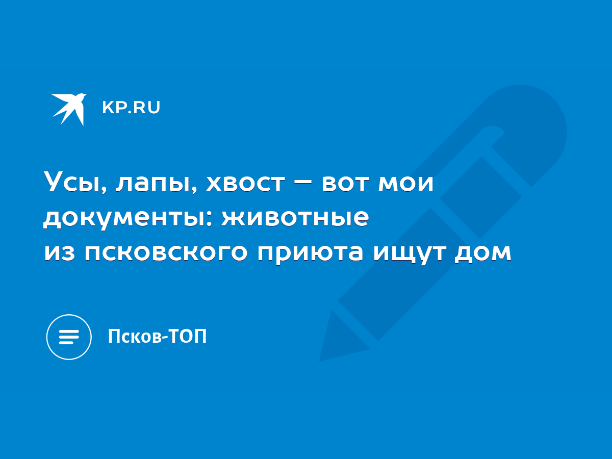 Усы, лапы, хвост – вот мои документы: животные из псковского приюта ищут дом  - KP.RU